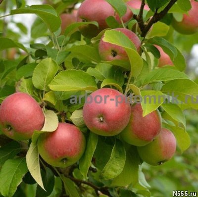 Крупномеры яблонь, саженцы яблони и плодовых деревьев в Моск фото