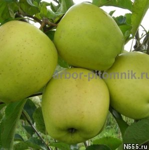 Крупномеры яблонь, саженцы яблони и плодовых деревьев в Моск фото 2