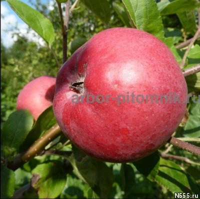 Крупномеры яблонь, саженцы яблони и плодовых деревьев в Моск фото 1