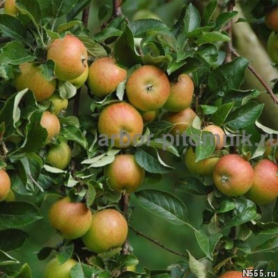 Крупномеры яблонь, саженцы яблони и плодовых деревьев в Моск фото 3