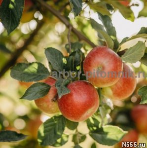 Крупномеры яблонь, саженцы яблони и плодовых деревьев в Моск фото 4