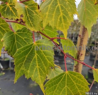 Саженцы и крупномеры липы, взрослые деревья липы с доставкой фото 3